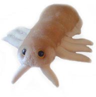 foto Ve� (Pediculus capitis)